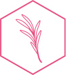 A graphic representation of rosemary extract, a component of Botanical Wrinkle-Limiting Technology